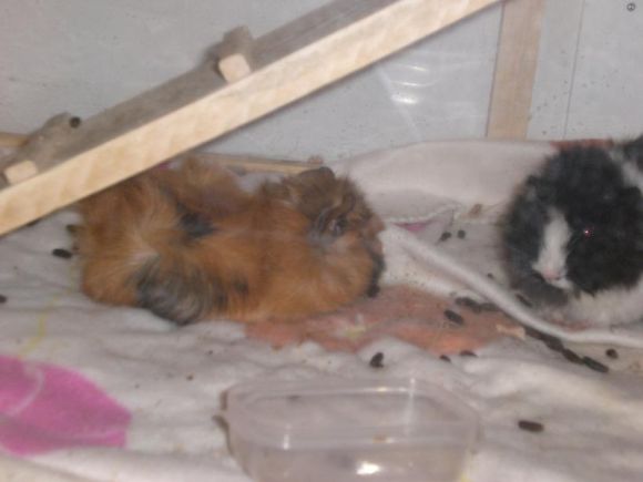 Pittigghiu & Oreste